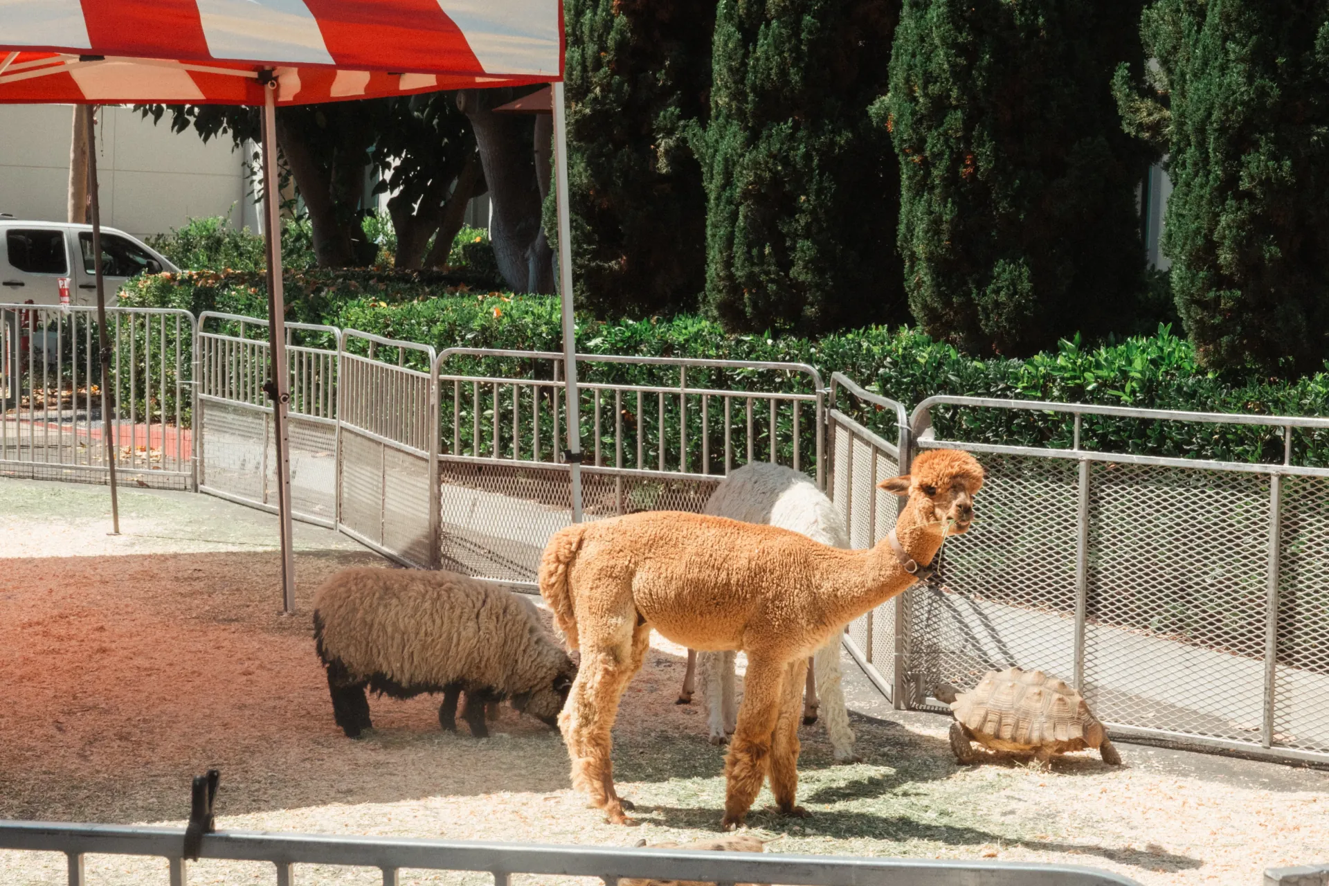 A handler leading a pony around a roped circuit at an outdoor family event while other children wait in line